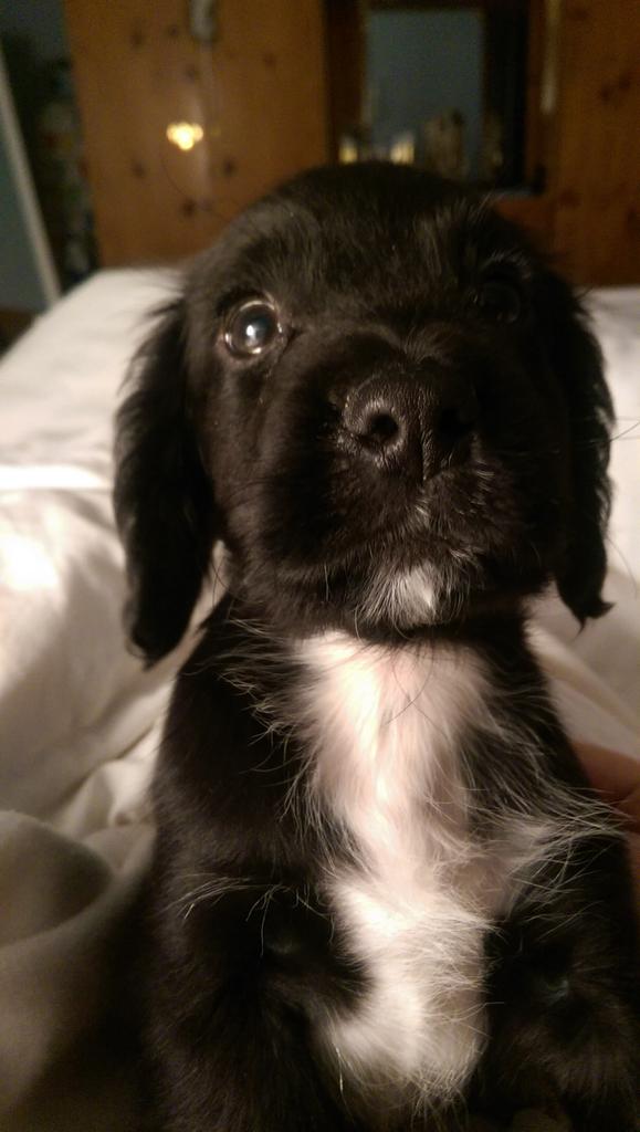 FindPippa's tweet image. As we say goodbye to one lovely doggie today we welcome another lovely doggie into our family. Say Hi to Happy Henry