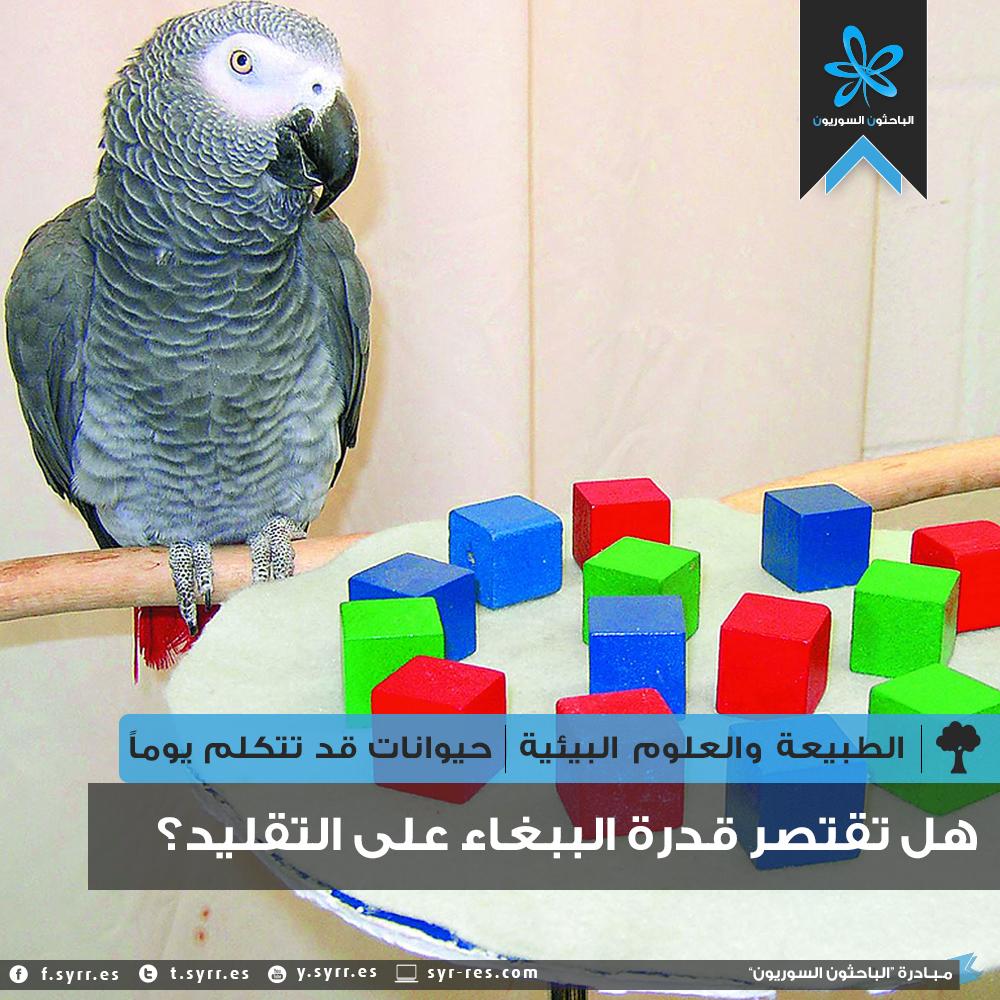 res_syr's tweet photo. #الطبيعة سلسلة "حيوانات قد تتكلم يوماً"، الببغاء
المقال: http://t.co/kEEZfWYhDb http://t.co/ulmqOPHIm2