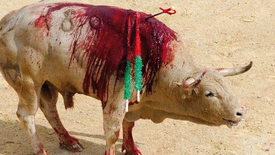 IgualdadAnimal's tweet photo. Es hora de que la #tauromaquia pase a formar parte del pasado. Un pasado que nos haga sentir vergüenza como sociedad. http://t.co/CCgdU6NEiS