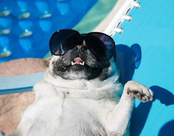 "@CutestPug: when you're looking fabulous http://t.co/GyYcLFuEU0" @DaisyDucati lookit<a class="tags" target="_blank" title="On Twitter" href="/?out=eyJ0eXAiOiJKV1QiLCJhbGciOiJIUzUxMiJ9.eyJpYXQiOjE3MjE4ODIyODYsImlzcyI6InR3cG9ybnN0YXJzLmNvbSIsIm5iZiI6MTcyMTg4MjI4NiwiZXhwIjoxNzUzNDE4Mjg2LCJyZWRpcmVjdF91cmwiOiJodHRwczovL3R3aXR0ZXIuY29tL0N1dGVzdFB1ZyJ9.XPQd4lRItPTASw6xgzwjAsI_M6eRekM2TXXoMA92YlCJQGTF8BmFMxSDfGHv56hdSDMj5WGxRfh5S1RCN090TQ">@CutestPug</a><a href="/tag/mvsales"class="tags"><span>#mvsales</span></a>