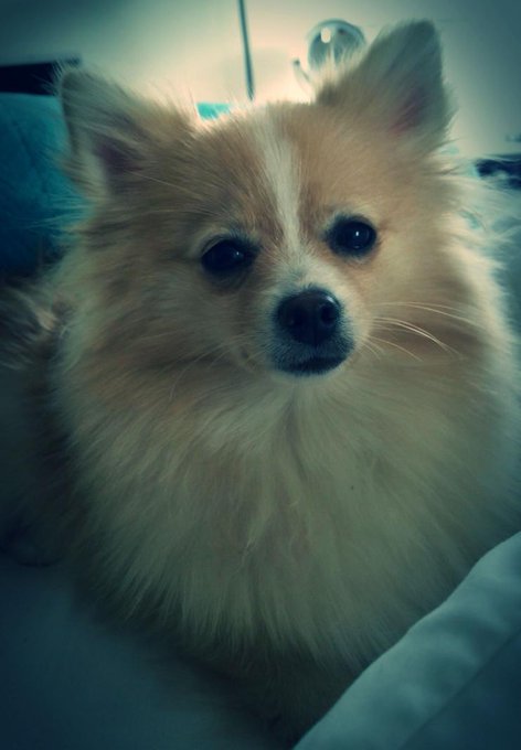 Peaches is a beautiful baby http://t.co/NAbDaKYpI8