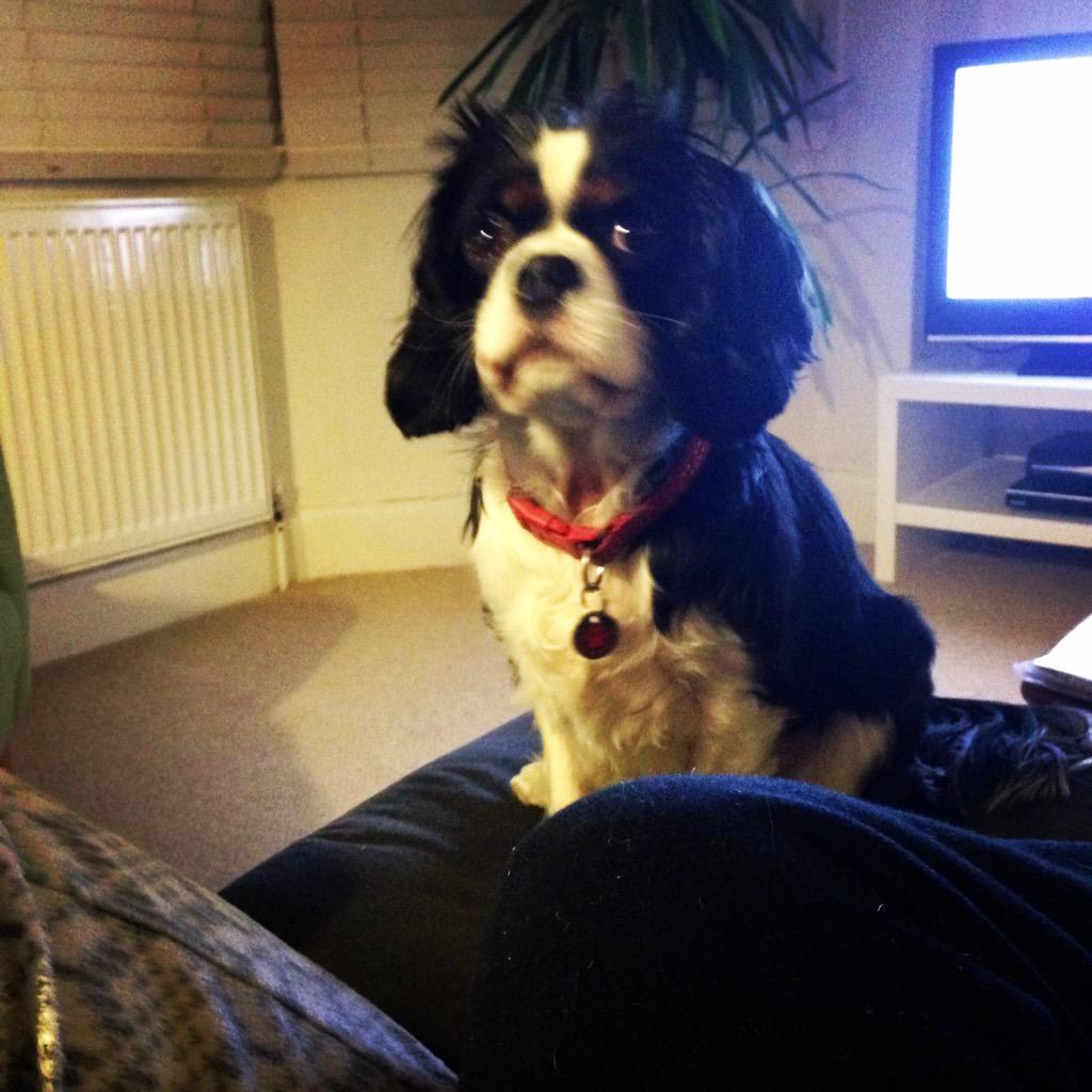 Mango Design tweet media