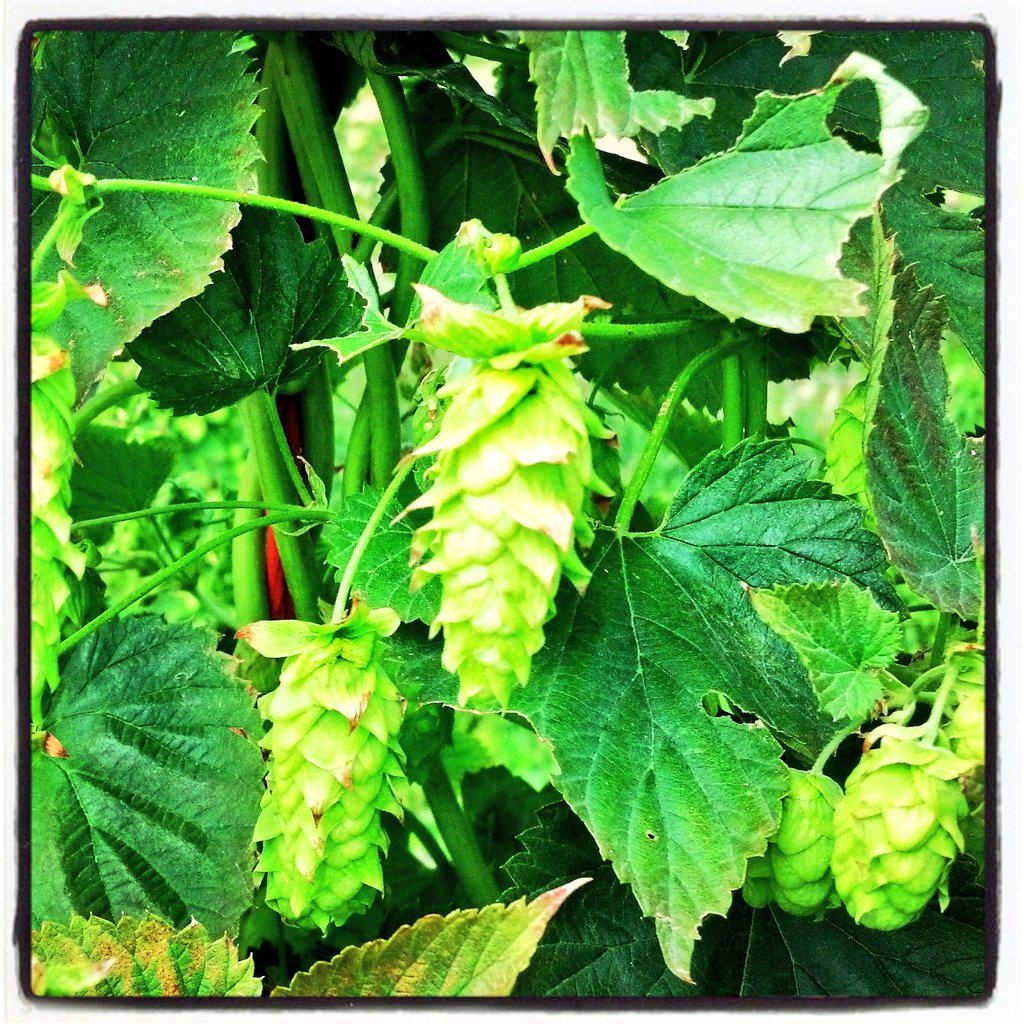 BlackToothBrew's tweet photo. Brewed batch #500 this week. Session IPA w/ El Dorado hops! #sheridanwyoming #draftmagazine #beeradvocate #craftbeer http://t.co/sn6eAX0ncI