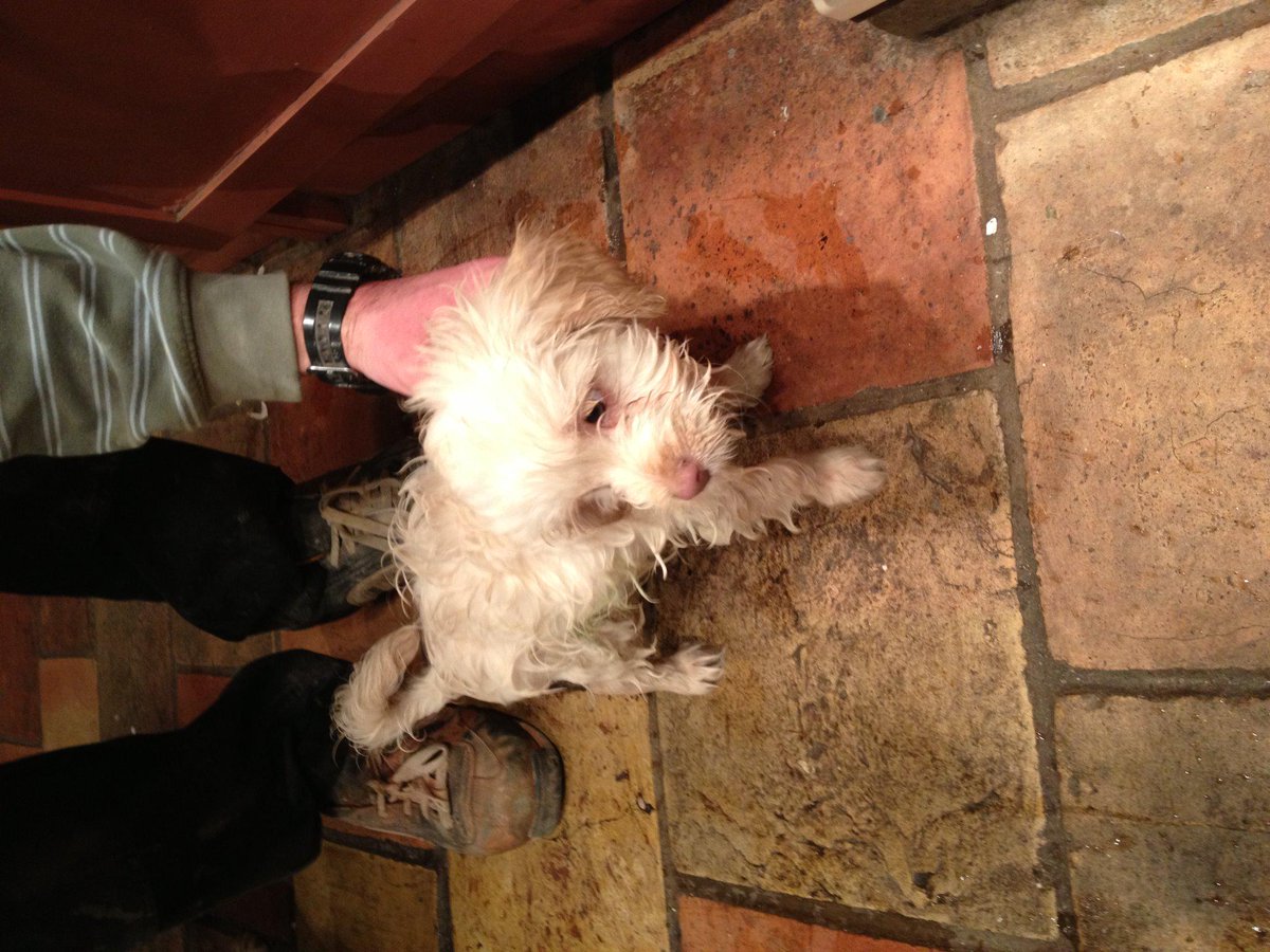 LarryCockapoo's tweet image. Hello! Here's #myfirsttweet I am a very happy #cockapoo I go camping, canoeing, to the beach and to work with my dad!