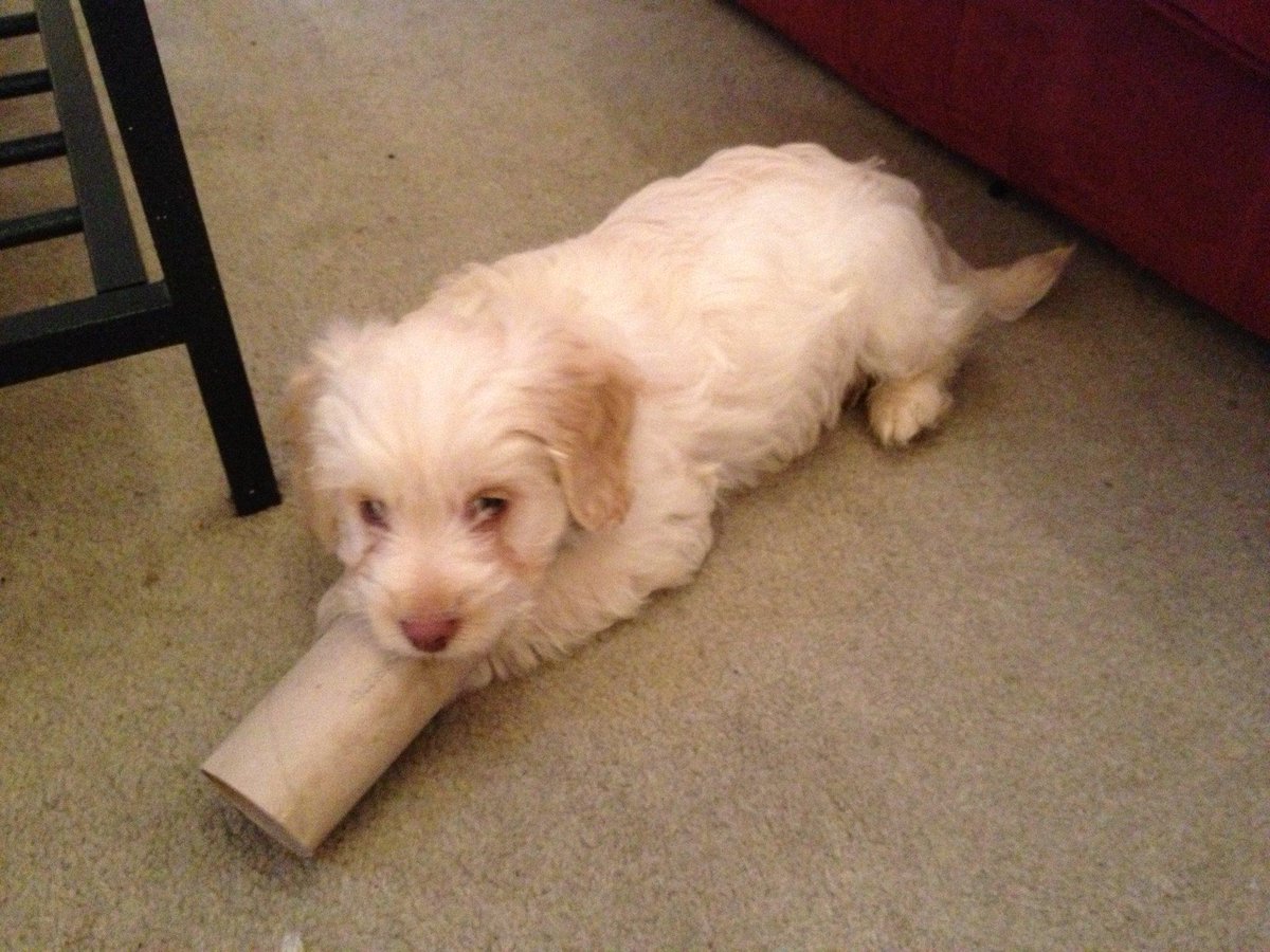 LarryCockapoo's tweet image. Hello! Here's #myfirsttweet I am a very happy #cockapoo I go camping, canoeing, to the beach and to work with my dad!