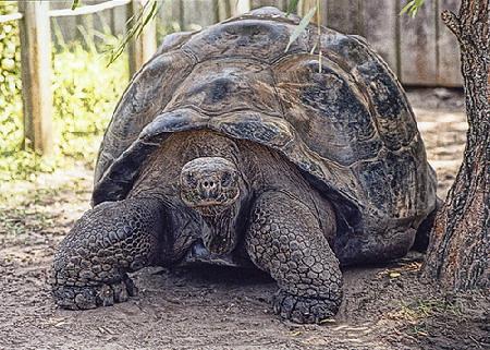 PartidoPACMA's tweet photo. Nacen tortugas gigantes en isla Pinzón por primera vez en 150 años  http://t.co/tgdhFsuQ7U http://t.co/2fshbMxDdf