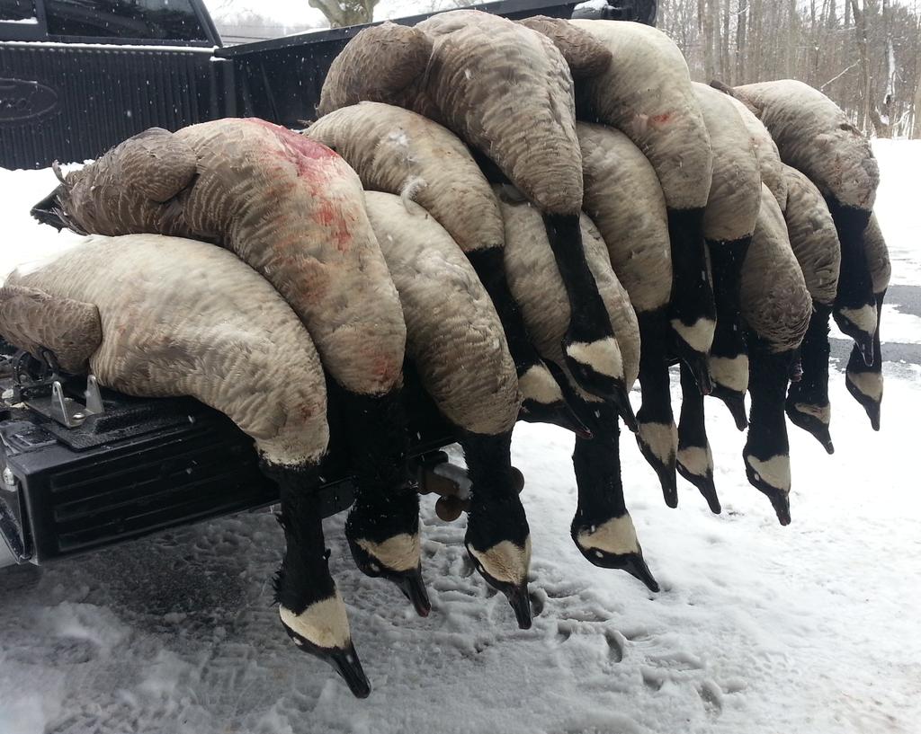 goosecaller44's tweet photo. 5 Man Ohio Limit #NoCalling #LotsOfDecoys #ImTired http://t.co/odTKAAk20t