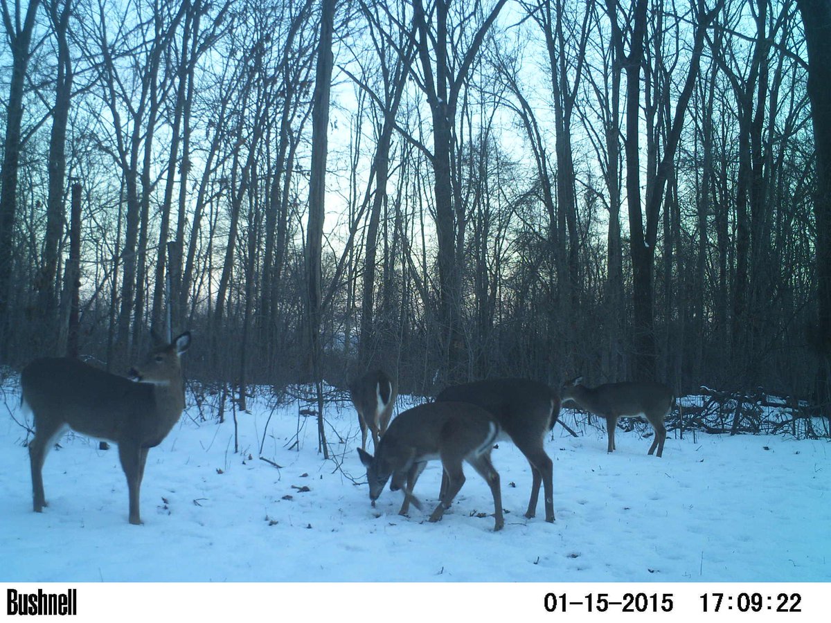 theacewags's tweet photo. Good too see a nice little herd survived the long hunting season.  #dontkillthemall  #letthemgrow  #wiredoutdoors http://t.co/c0tIyLJzWQ