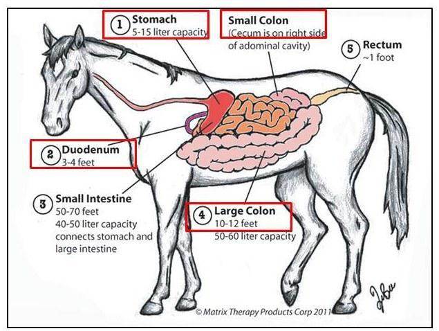 ArbHorses's tweet photo. #معلومة_عن_الخيول

#المغص 

أخطر امراض #الخيول ، 

اعراضه  #اسبابه  معالجته: 

http://t.co/wQHNQBp644 http://t.co/ql4ilICRtg
