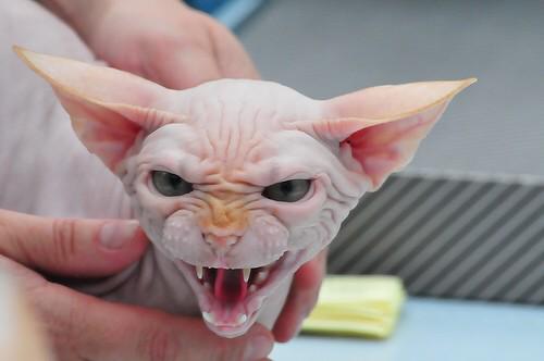 PerryReactions's tweet image. Sorry but I had to.