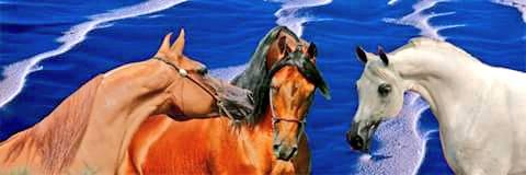 ArbHorses's tweet photo. #هل_تعلم 

أن الخيول هي ثاني أجمل مخلوقات الله بعد الإنسان و أن أفضل أنواعها هي العربية الأصيلة

#عالم_الخيول http://t.co/BMGPM3aVVu