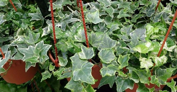 Newsmonkey_BE's tweet photo. Cool: deze 10 kamerplantjes zuiveren elke dag je huis! http://t.co/ZvHcS0TyxQ http://t.co/C02RhdzHm5