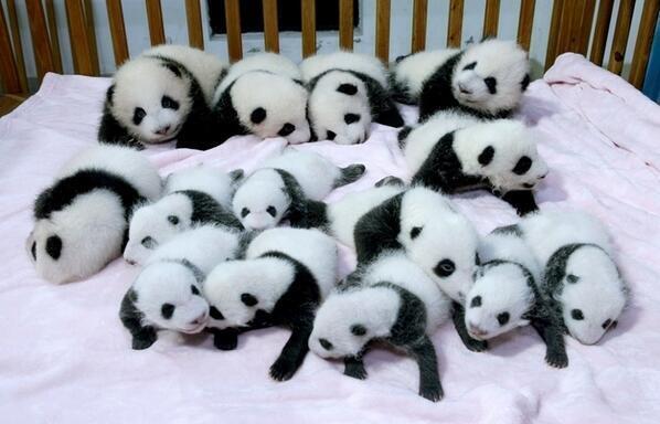ANIMALPlCTURES's tweet photo. Baby pandas! http://t.co/8HcHZLJJj6