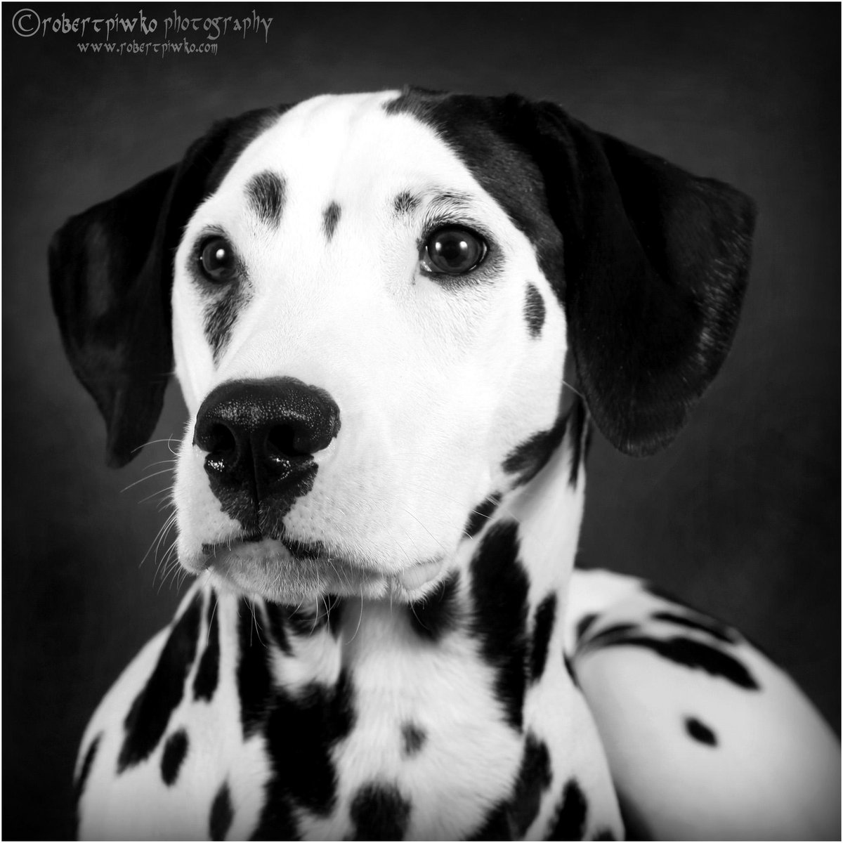 Dalmatian with hotsell black ears