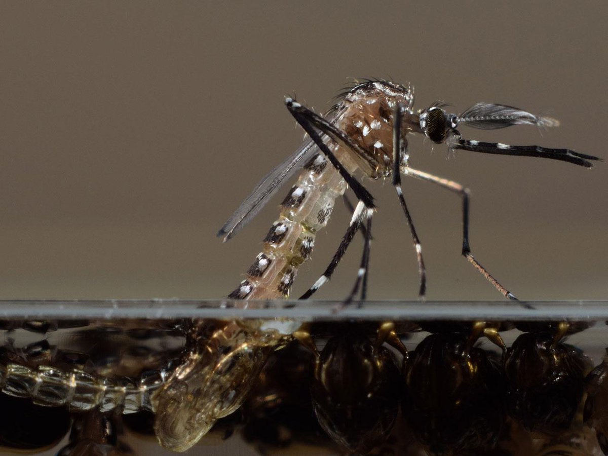 cjbecks's tweet photo. “@CBSNews: FDA debates releasing genetically modified mosquitoes into Florida Keys - http://t.co/wadk6gqCOl http://t.co/IFYWZLnlQQ” -No.