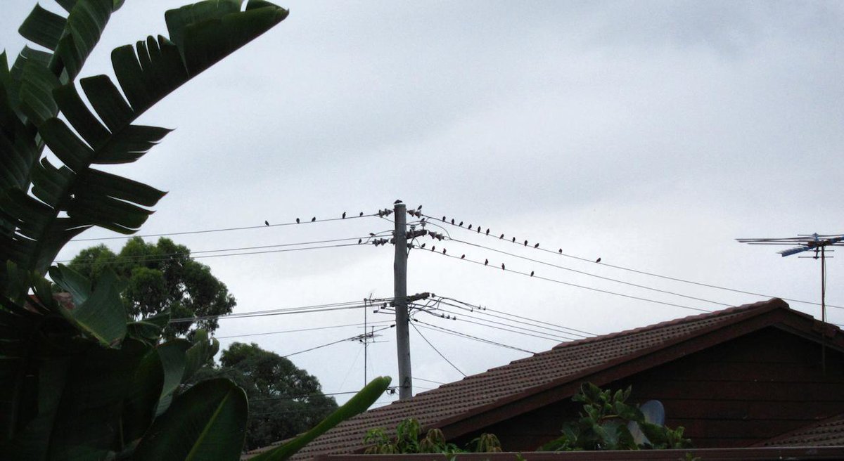 Tweets from Australia in a tune of joy goo.gl/vwwLnh