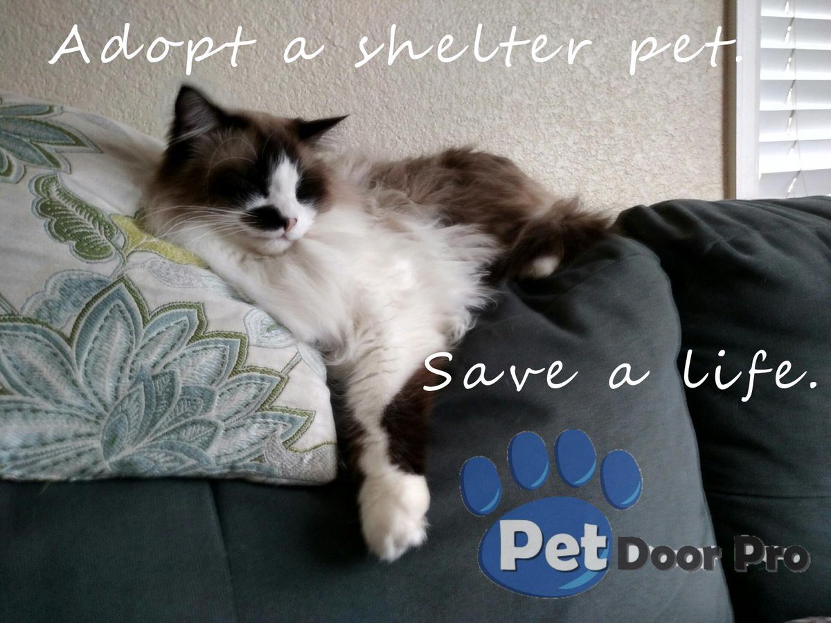 Pet Door Pro (PetDoorPro) Twitter