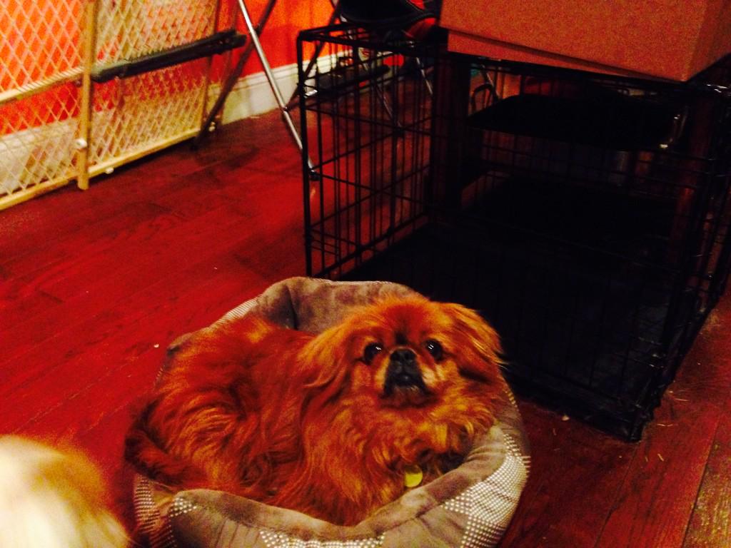 drawnmusic's tweet image. #itweetmydogonmymusicpage #internetpoints