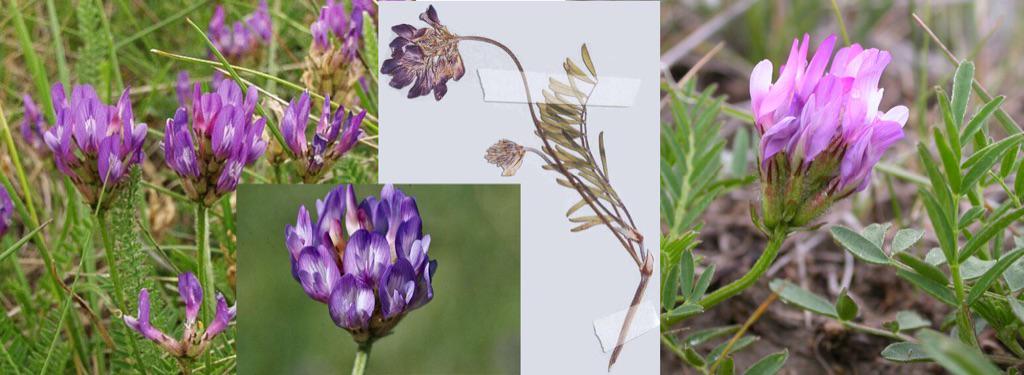 ユズノキ どうじゃろ Astragalus Danicus Purple Milk Vetch というそうです ゲンゲ 属 レンゲソウの仲間 だよ ということは 貴方といると心が安らぐ の花言葉も健在と考えていいのではないか Http T Co Qflqk0xin9