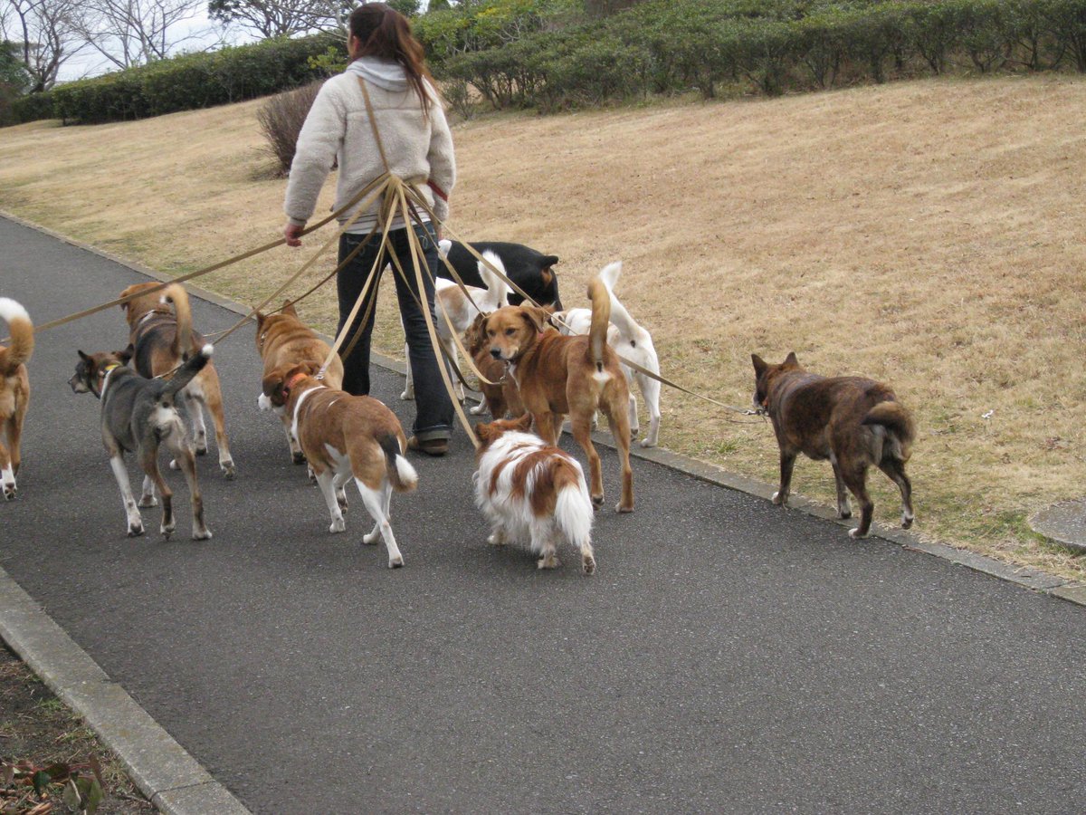 湘南国際村で出会った犬の散歩の謎が解けた 保健所の犬のよう ...