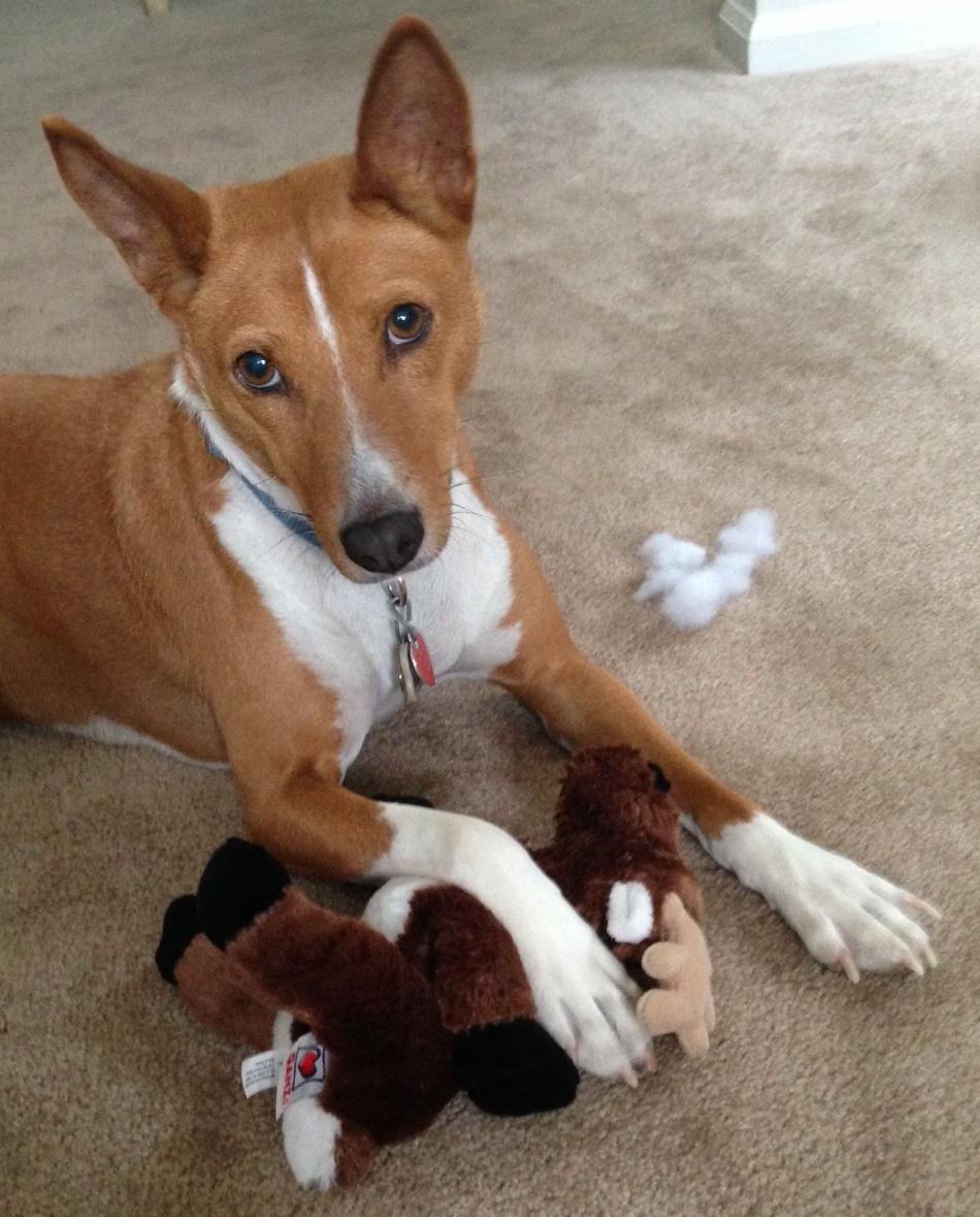 Resultado de imagen para basenji chew