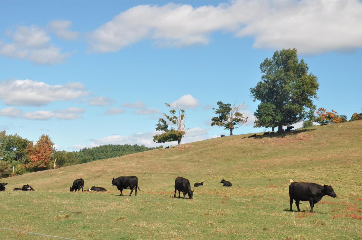 naturalfoodexch's tweet photo. Thrilled to start carrying meats from @SpringdellFarm coming late March! #localfarm #littletonMA http://t.co/4PUEBPH8uq