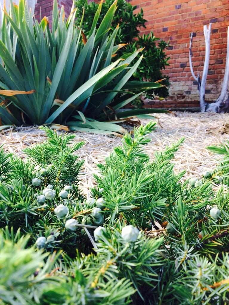Redlands Estate Distillery gin garden: juniper, orris root and citrus almost ready. This will be fun!