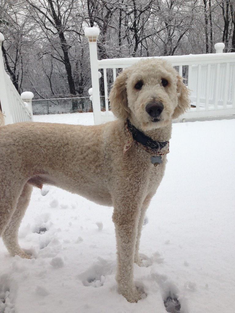 teachingmom2's tweet photo. Brody from Hackettstown enjoying the snow#DogSnowDay#OrangeRoom http://t.co/WAISJez9Vm
