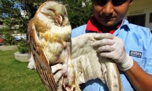 Makar Sankranti cuts birds out of the skies  animals24-7.org/2015/01/20/mak…