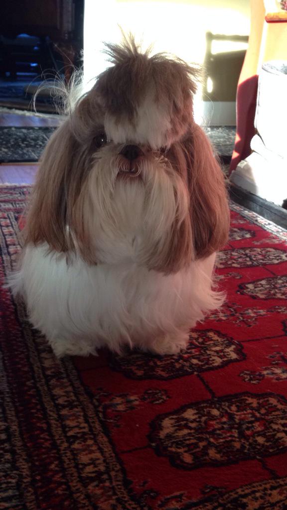 puppymae's tweet photo. Frum earlier todai http://t.co/VW3nz72owZ