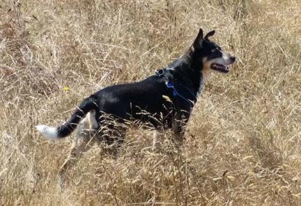 Meet Bo  animals24-7.org/2015/01/17/mee…