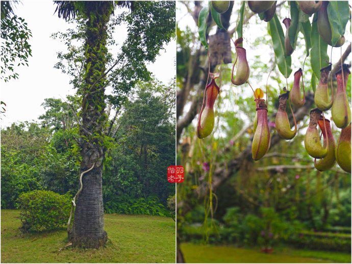 SurfingWanning's tweet photo. Please go to the Xinglong and deep breathing.@go2Hainan #wanning #traveling http://t.co/jKPVM9i9qq