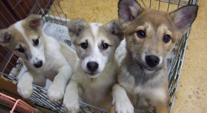 p_animal_q's tweet photo. 保健所で犬や猫が殺されていることを
ほとんどの大人は知っている。

だけど、、、

ほとんどの大人は犬や猫を
ペットショップで買っていく。

お父さん、お母さん、
どうか保健所や譲渡会で
運命の子を見つけて欲しい。 http://t.co/pIEizhMkgB