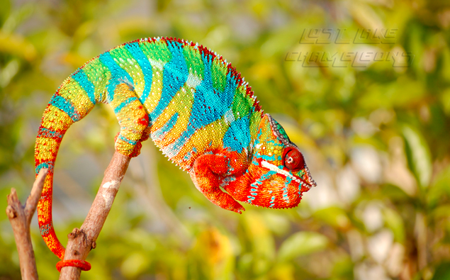 Beautiful exotic lizard!