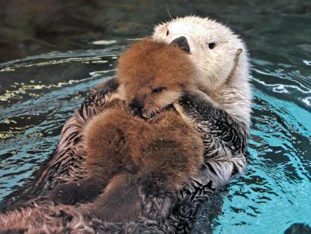 c1ock_coldeithe's tweet image. ラッコってやっぱり可愛いなぁ♪　https://t.co/trOZ52JV6D