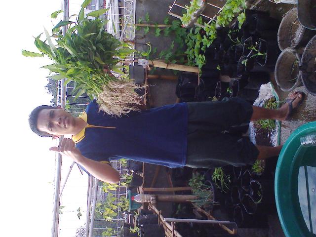 RT_Rasma's tweet photo. @ridwankamil @Kec_Sukajadi @kelsukagalih @yatagmal @DiskominfoBdg Pnen Kngkung di UrbanFrmingnya RT.05 RW.03 Skgalih http://t.co/mlkn8t7F2z