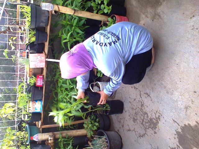 RT_Rasma's tweet photo. @ridwankamil @Kec_Sukajadi @kelsukagalih @yatagmal @DiskominfoBdg Pnen Kngkung di UrbanFrmingnya RT.05 RW.03 Skgalih http://t.co/mlkn8t7F2z