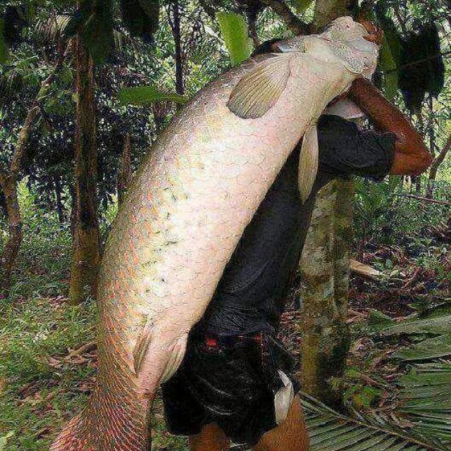 joranpancing's tweet image. #fishing #spesis #friend

Pabila rakan pancing siap  menggalas ikan seberat ini. Apa agaknya spesis terbaik ini?