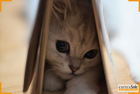 Pazartesi sendromunu hayatınızdan çıkarın. Yeni haftaya enerjik ve zinde başlayın!