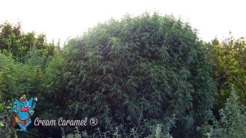 sweetseeds_es's tweet photo. @ClubPorrero una imagen vale mas que mil palabras ;) http://t.co/im67s4sypo