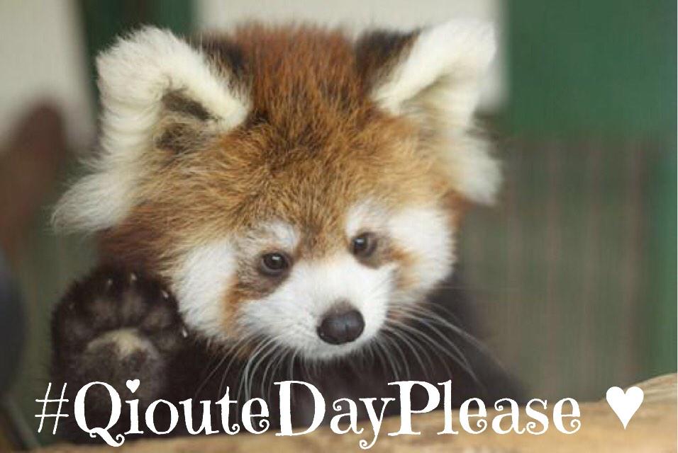 Emilie_Ros's tweet photo. On n'est jamais en overdose de cute #SachezLe #qioutedayplease http://t.co/gcyTtPwLv0