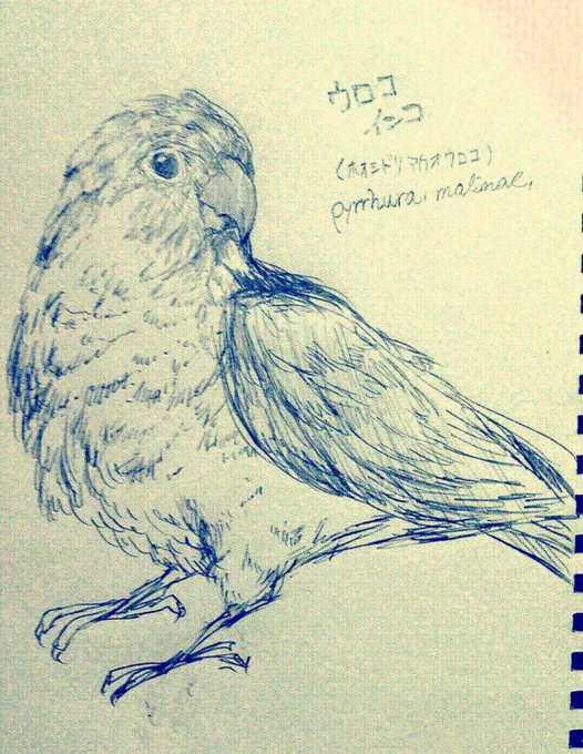ウロコインコ落書き_(:3 」∠)_ 