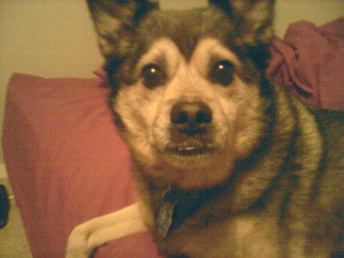 BBo232's tweet image. @BlueEyedBelle_ *sigh*, I know. she's a good dog, which TOTALLY means I'm a great guy, too!

#twodifferentthings