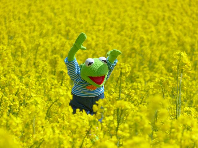 Stark Rapeseed Oil tweet media