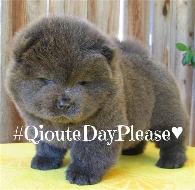 Emilie_Ros's tweet photo. C'est le #qioutedayplease <3 #JAiLaMemeTeteAuReveil http://t.co/gRjTifC6El
