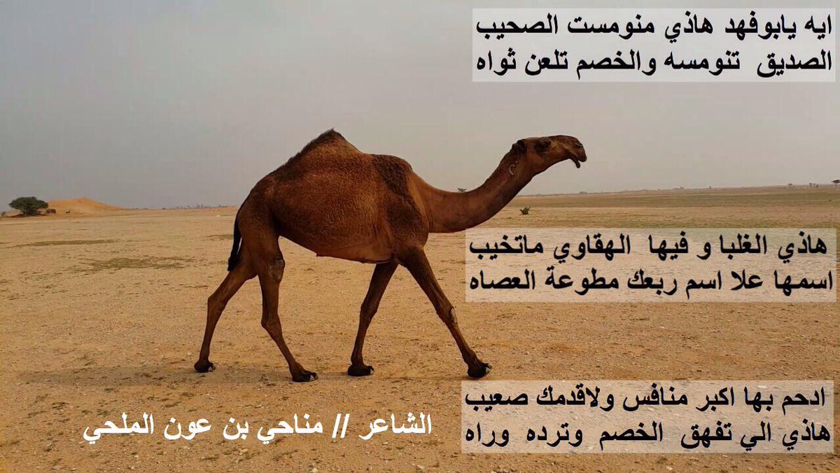 مناحي بن عون السبيعي (@munahi2015) on Twitter photo 