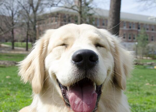 ANIMALPlCTURES's tweet photo. You can't look at this guy and not feel happy! http://t.co/K7rjPq0tB8