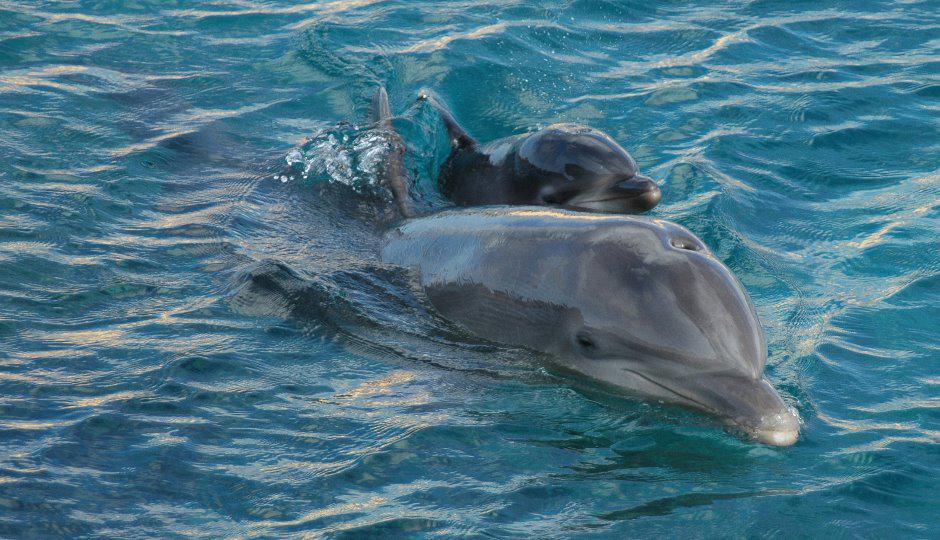 ToursLine's tweet image. Dolphin Spotting near Bali :)
tours-line.com/#!dolphin-spot…