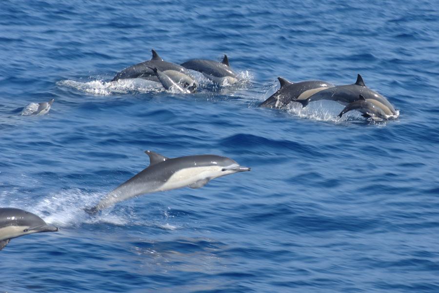 ToursLine's tweet image. Dolphin Spotting near Bali :)
tours-line.com/#!dolphin-spot…
