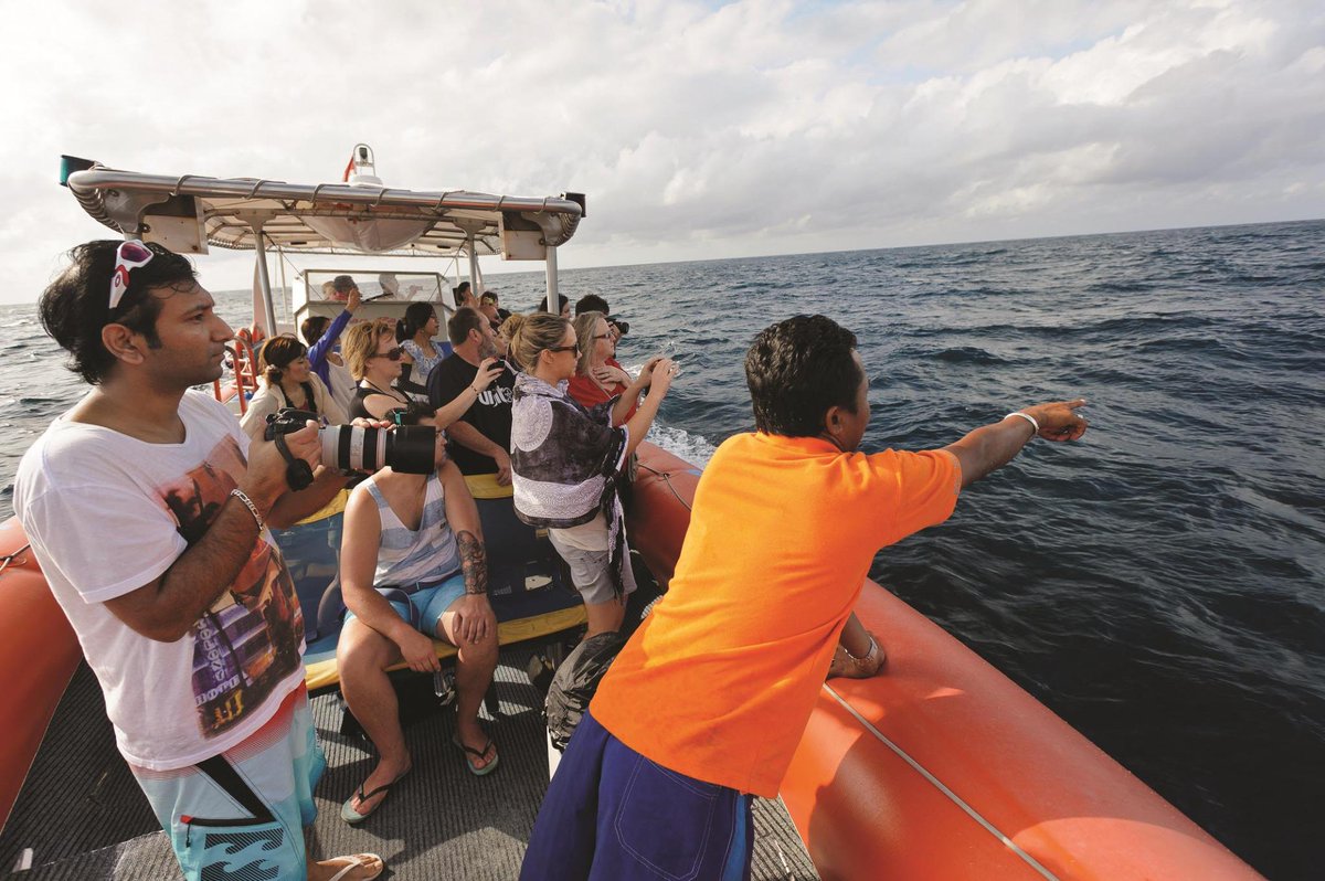 ToursLine's tweet image. Dolphin Spotting near Bali :)
tours-line.com/#!dolphin-spot…